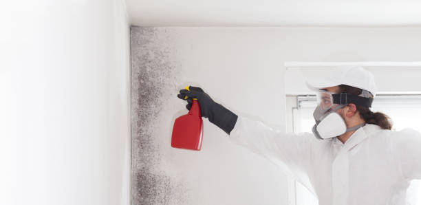 Best Localized Mold Remediation (e.g., coastal areas, humid climates) in Roselle, IL