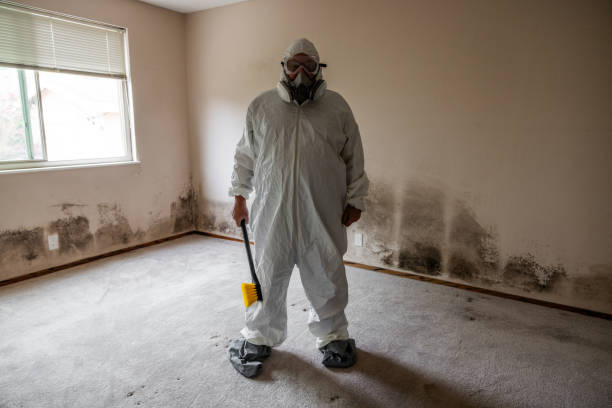 Best Residential Mold Remediation in Roselle, IL