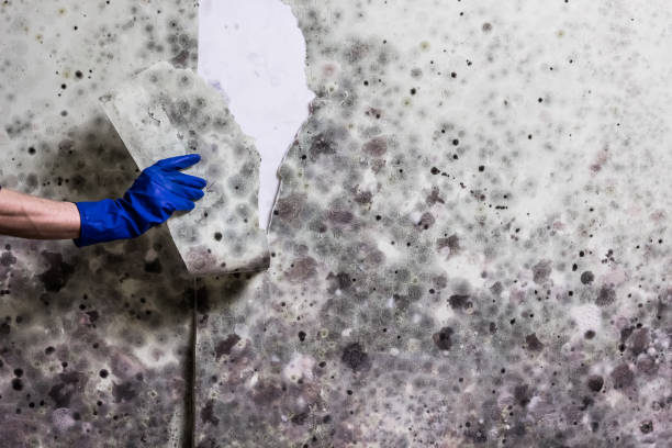 Best Basement Mold Remediation in Roselle, IL