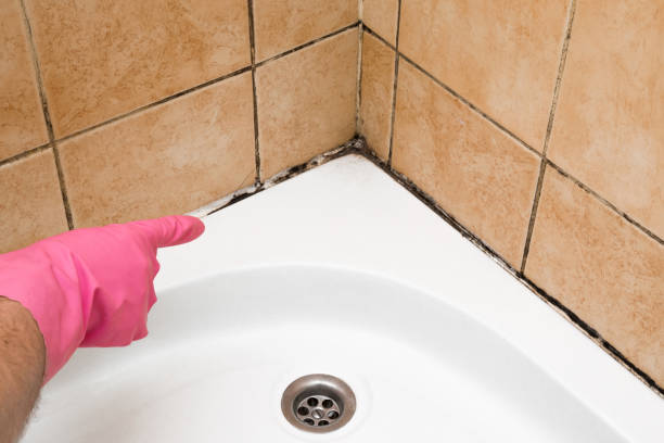 Best Commercial Mold Remediation in Roselle, IL